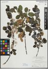 Foto von Salix myrsinifolia Salisb.